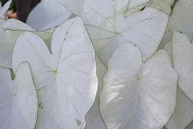 Caladium Bulbs for Planting – 2 Fancy Varieties – Easy Fast Growing Caladium bicolor