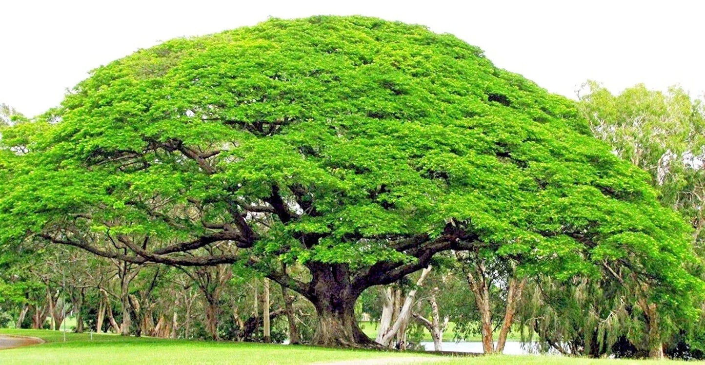 Rain Tree Seeds - 10 Count - Monkey Pod 'Hitachi' Albizia saman - Tropical Rare Tree Seeds