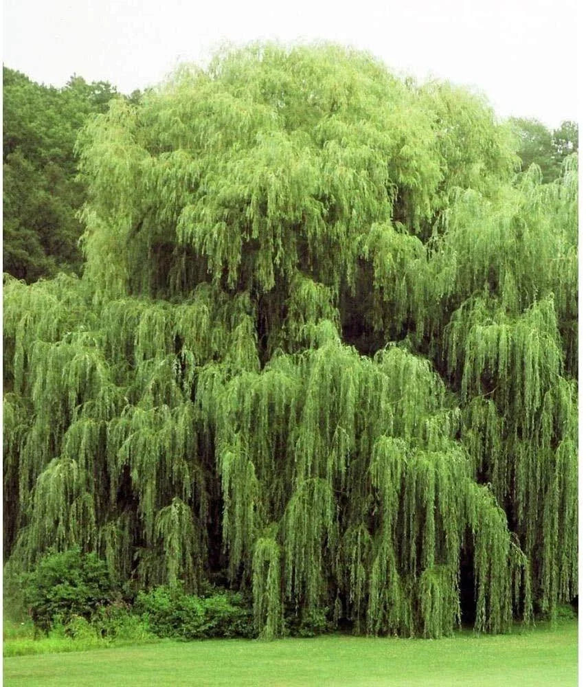 Golden Weeping Willow Trees - 2 Pack Live Plants with Arching Branches - Salix babylonica 'Golden' for Landscaping
