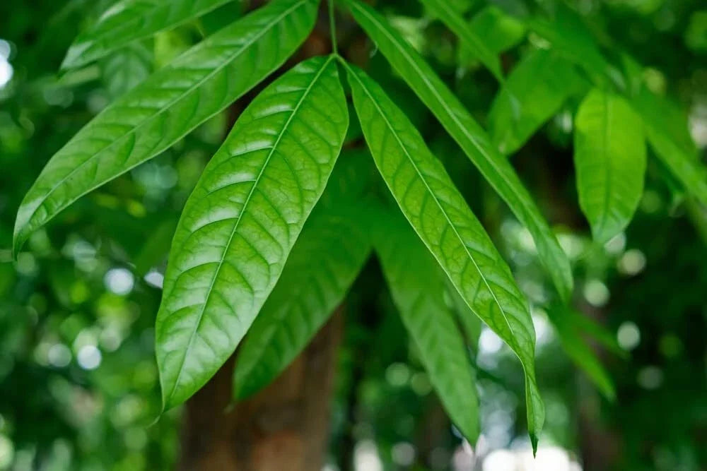 Japanese Stone Oak Tree Seeds - Lithocarpus edulis - Hardy Landscape Tree for Garden, Shade, Foliage, 5 Seeds