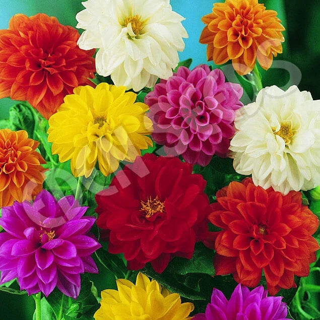 Bedding Dahlia Seeds, Non-GMO, 20-400 Count, Vibrant Colors, Dahlia pinnata, Easy to Grow Flower Seeds