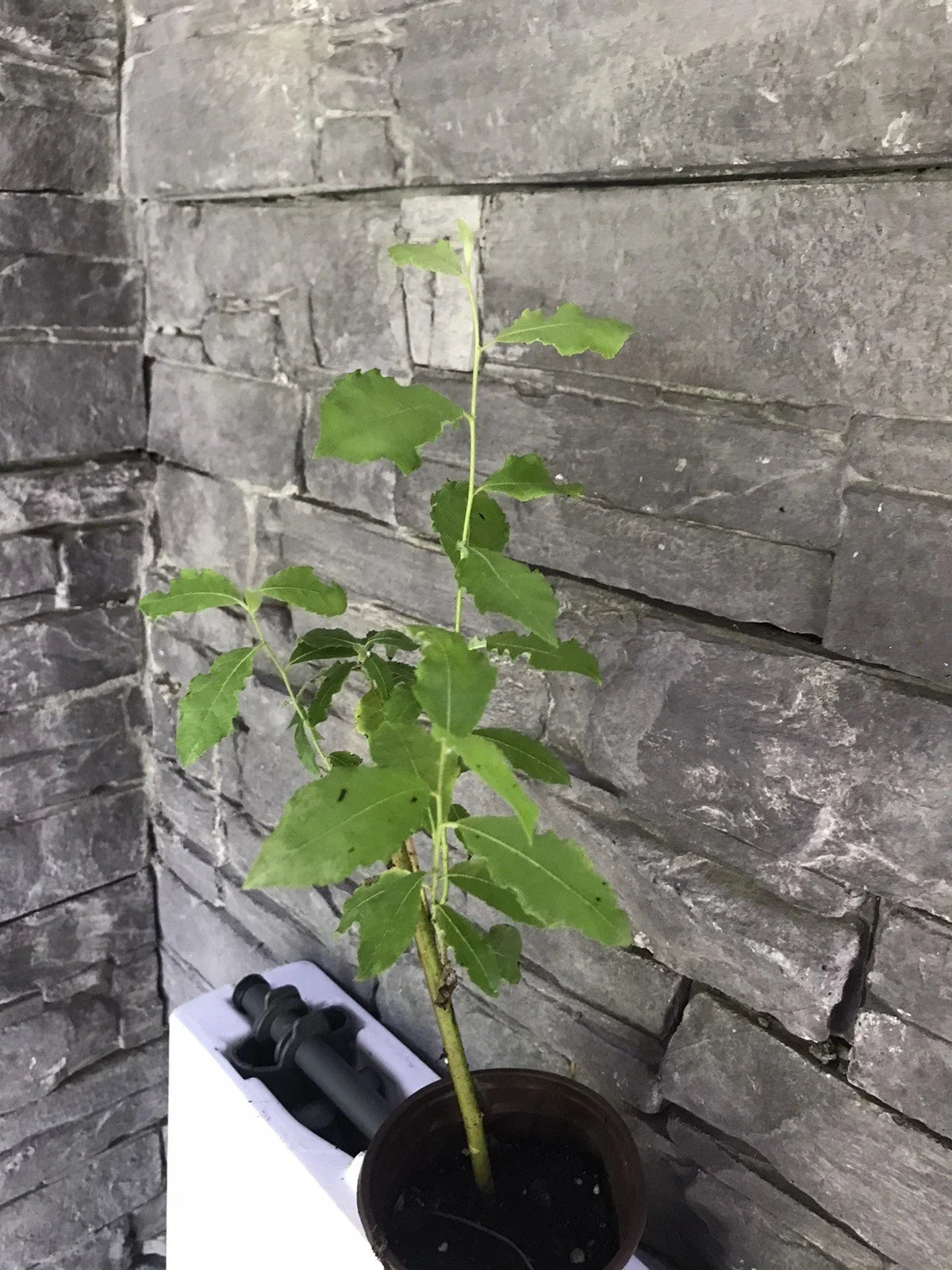 Pussy Willow Live Tree - Well Rooted, Salix discolor, Ornamental Easter Willow for Garden & Landscape