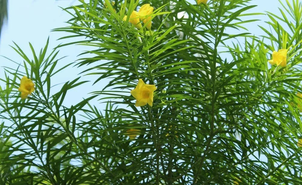 Lucky Nut Bush Seeds - Thevetia peruviana - Tropical Shrub with Bright Yellow Flowers - 5 Seeds for Gardens & Landscapes