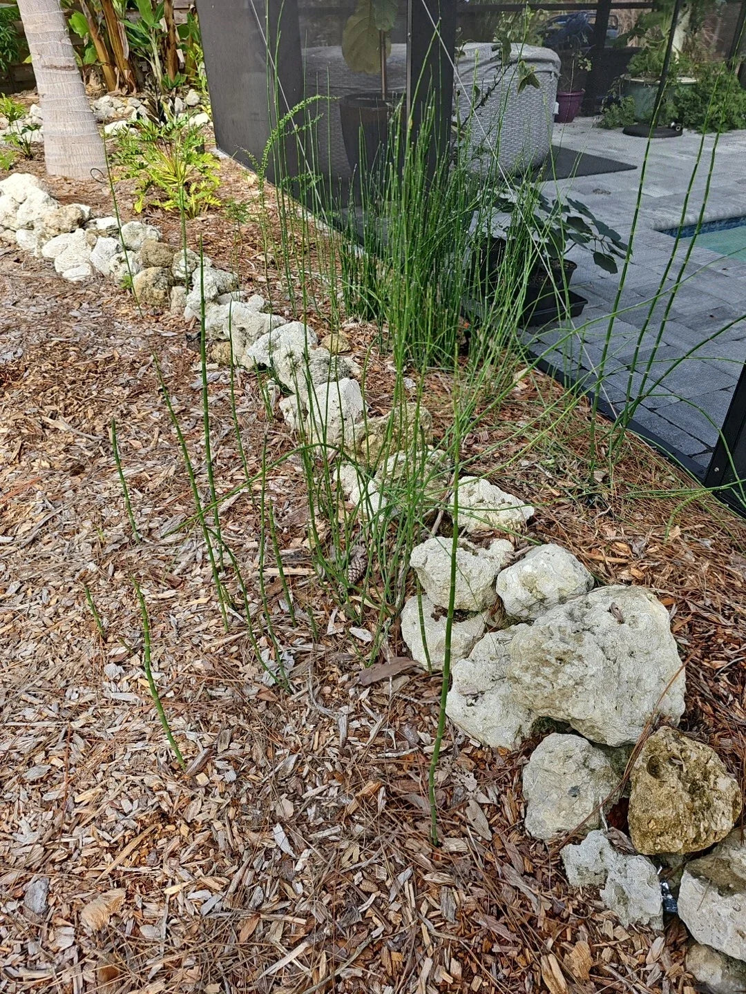 Equisetum Fluviatile Water Horsetail Live Plant – 4 Root Sections for Aquarium & Pond Aquascaping