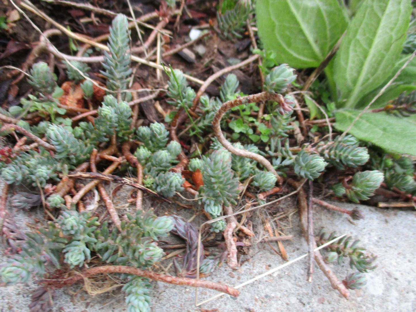 Sedum Reflexum Blue Spruce Perennial Ground Cover Cuttings - 4 Pack