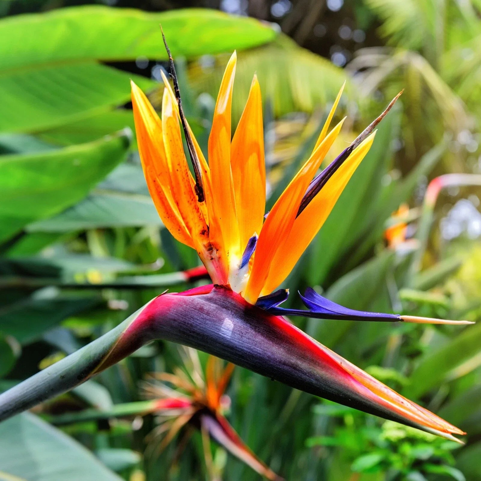 Organic Bird of Paradise Live Plant - 8in Strelitzia reginae with Vibrant Orange Flowers, USA Grown Tropical Indoor Outdoor