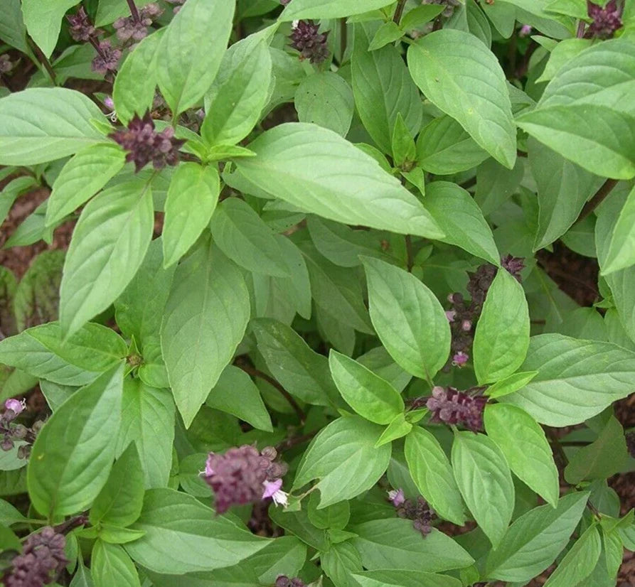 Thai Basil Seeds 600+ | Vietnamese Culinary Herb | Ocimum basilicum | Annual, Aromatic, Full Sun