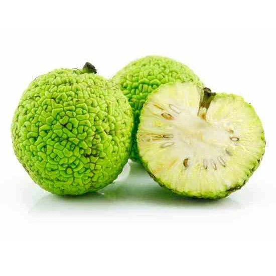 Osage Orange Seeds - 10-1000 Count - Hedge Apple Tree - Maclura pomifera - Natural Fencing & Wildlife Attractant