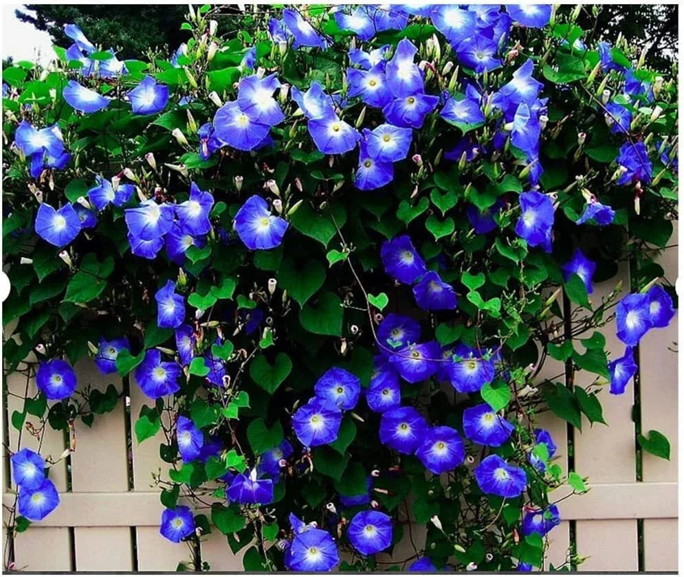 Morning Glory Climbing Vine Seeds - 100 Pack Blue & White Ipomoea tricolor Seeds for Garden, Trellis & Fence