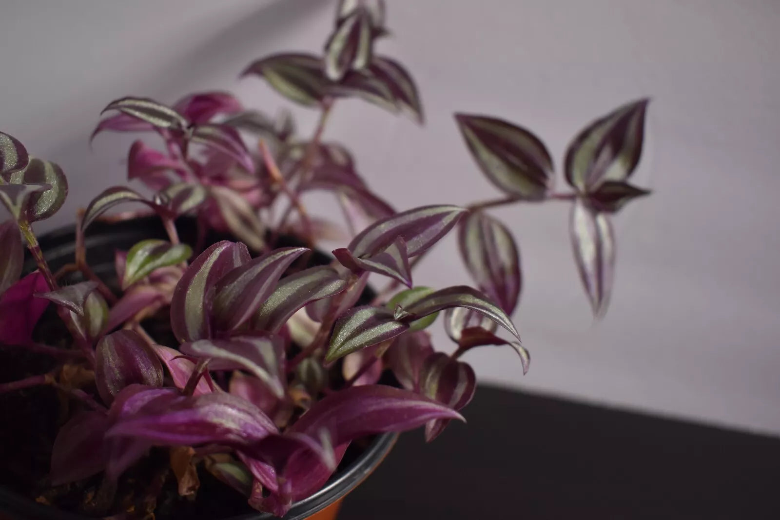Wandering Jew Cuttings 12 Pack - Fully Rooted Tradescantia zebrina Indoor Plant for Hanging Baskets & Ground Cover