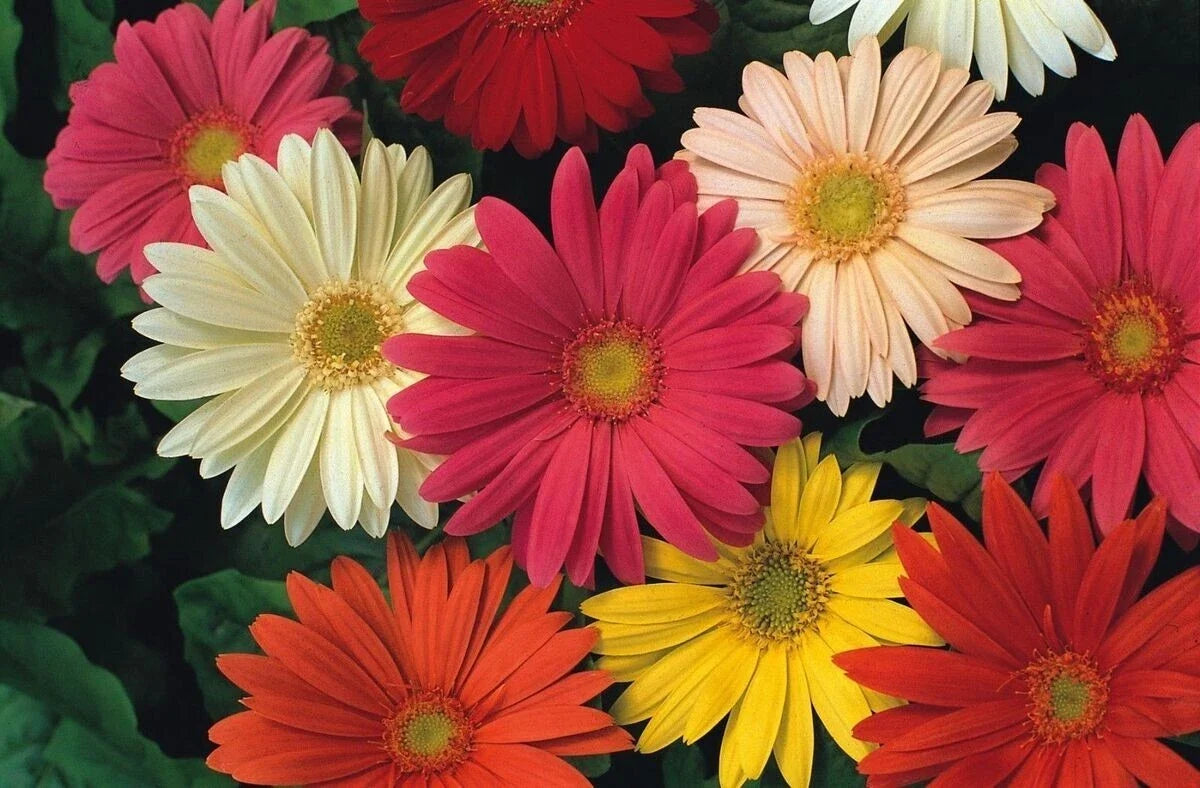 Gerbera Daisy Seeds - 200+ Count Jameson II Mix - Vibrant Colors for Garden Beds & Containers - Gerbera jamesonii