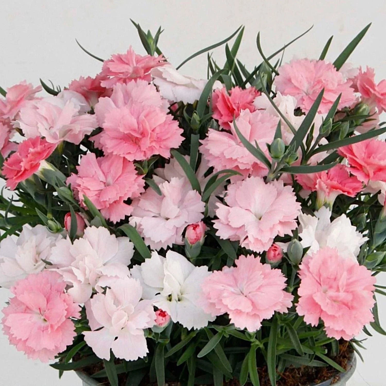 Dianthus Plants 2 Pack - Everlast Pink to White - Easy to Grow Perennial Flowers for Garden, Borders, Containers
