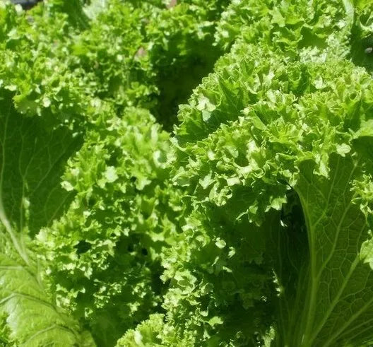 Old Fashioned Mustard Seeds – 500+ Non-GMO Brassica juncea Vegetable Garden Greens for Container & Full Sun Cultivation