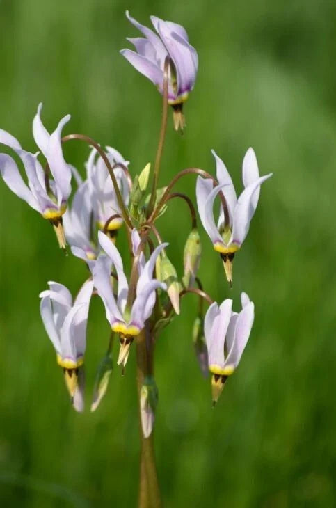 Wildflower Seeds - Native American Cowslip (Dodecatheon meadia) - 50+ Seeds for Garden, Meadow, Pollinator Attractant