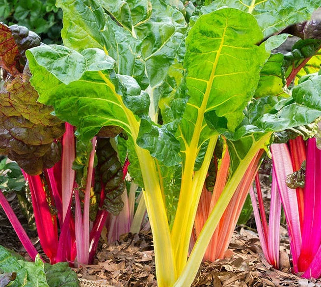 Northern Lights Swiss Chard Seeds | Rainbow Beta vulgaris var. cicla | Multicolored Stems, Easy to Grow, Non-GMO Seed Packet