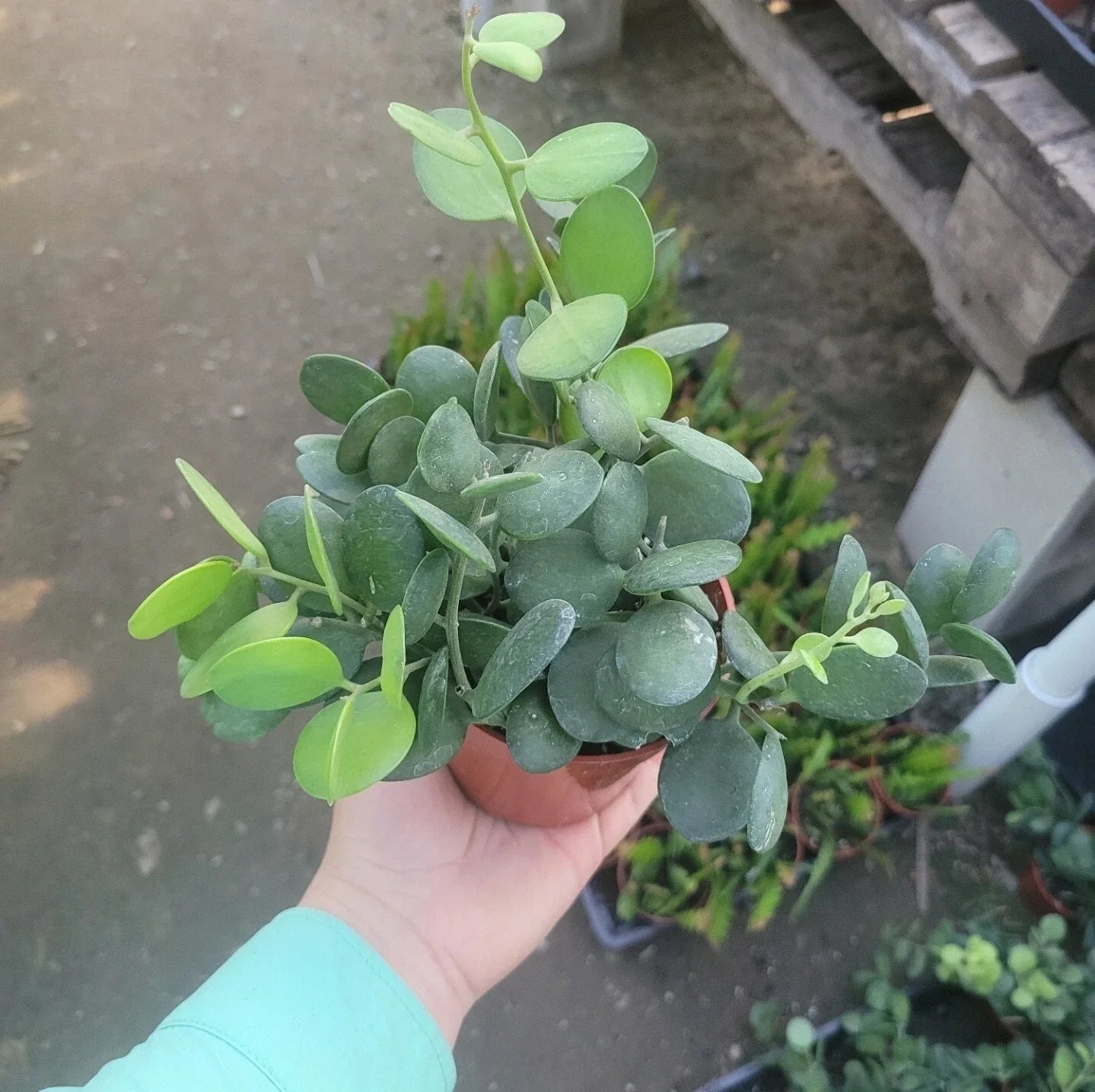 Silver Dollar Plant Cuttings | String of Coins | 4-inch Pot | Xerosicyos danguyi Succulent Indoor Plant