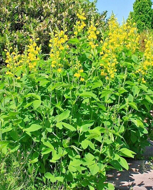 Yellow Indigo Seeds - Baptisia sphaerocarpa, Hardy Perennial Flower, Drought Tolerant, Native Plant, Garden Seeds, 50 Pack
