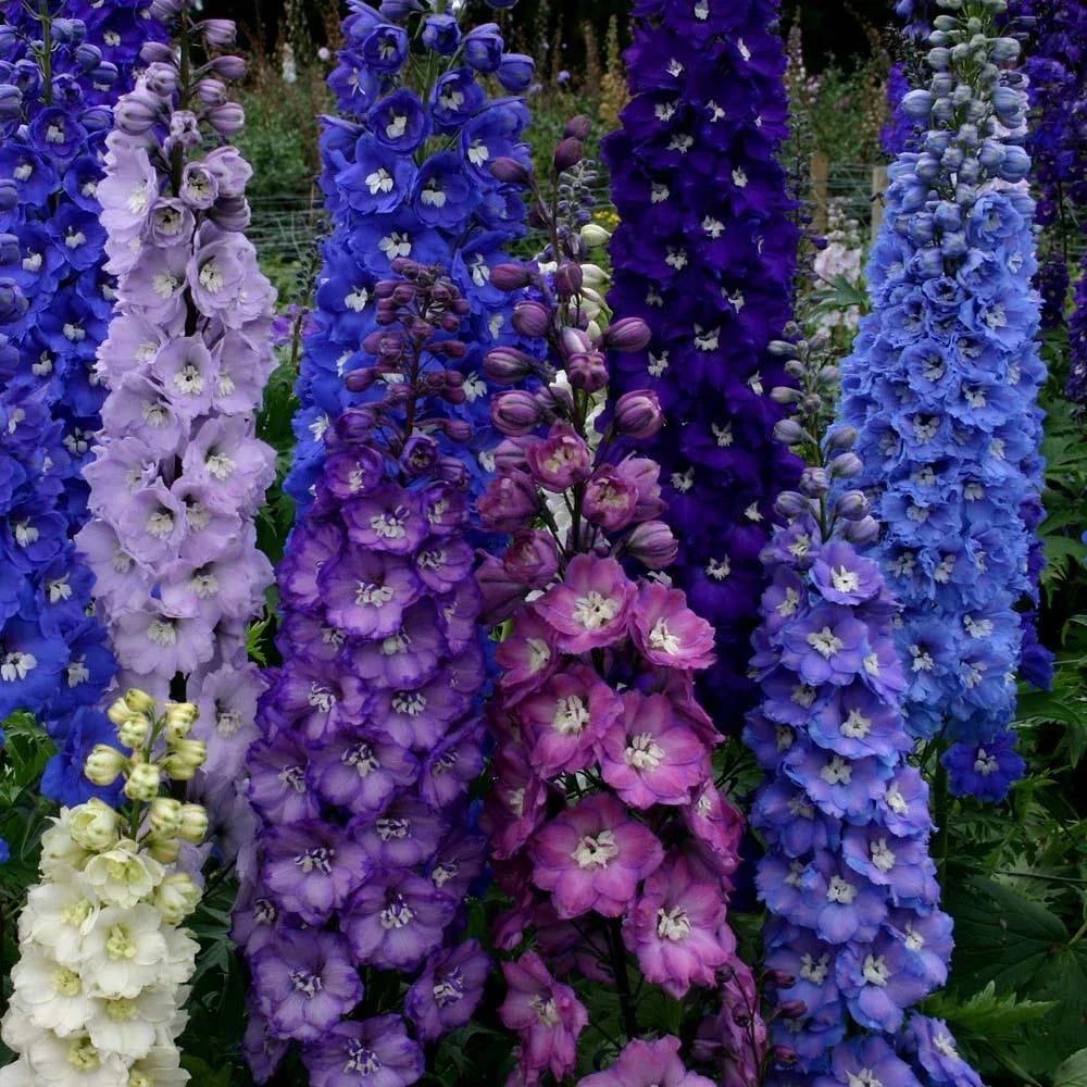 Delphinium Seeds 50 Pack Dark Mix - Perennial Garden Flowers - US Seller