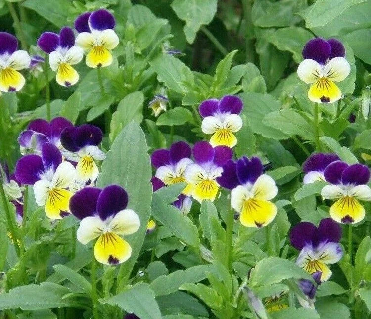 Johnny Jump Up Flower Seeds - 500+ Viola Tricolor Garden Seeds for Borders & Containers