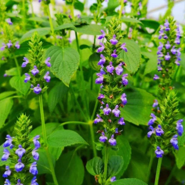 Chia Seeds 500 Count Non-GMO Salvia hispanica Culinary Superfood with Blue Flowers