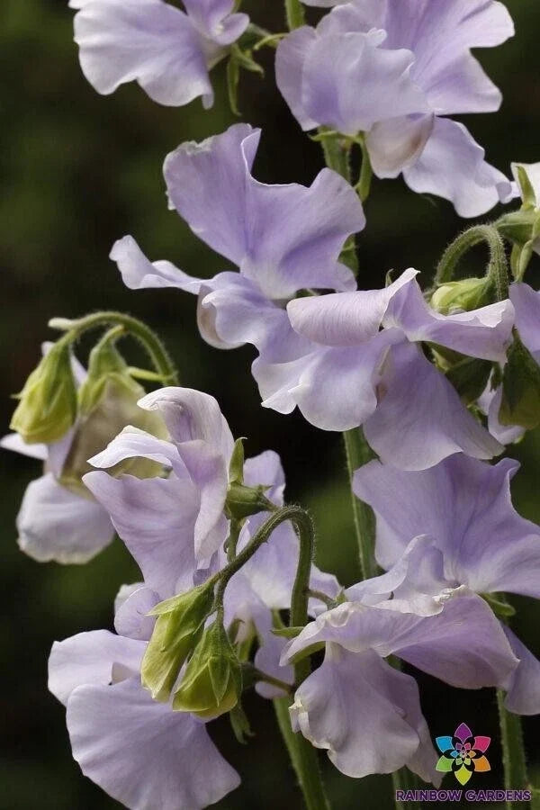 Chelsea Centenary Sweet Pea Seeds - Heirloom Climbing Flower Pack of 50 - Lathyrus odoratus, Fragrant, Mixed Colors, Annual