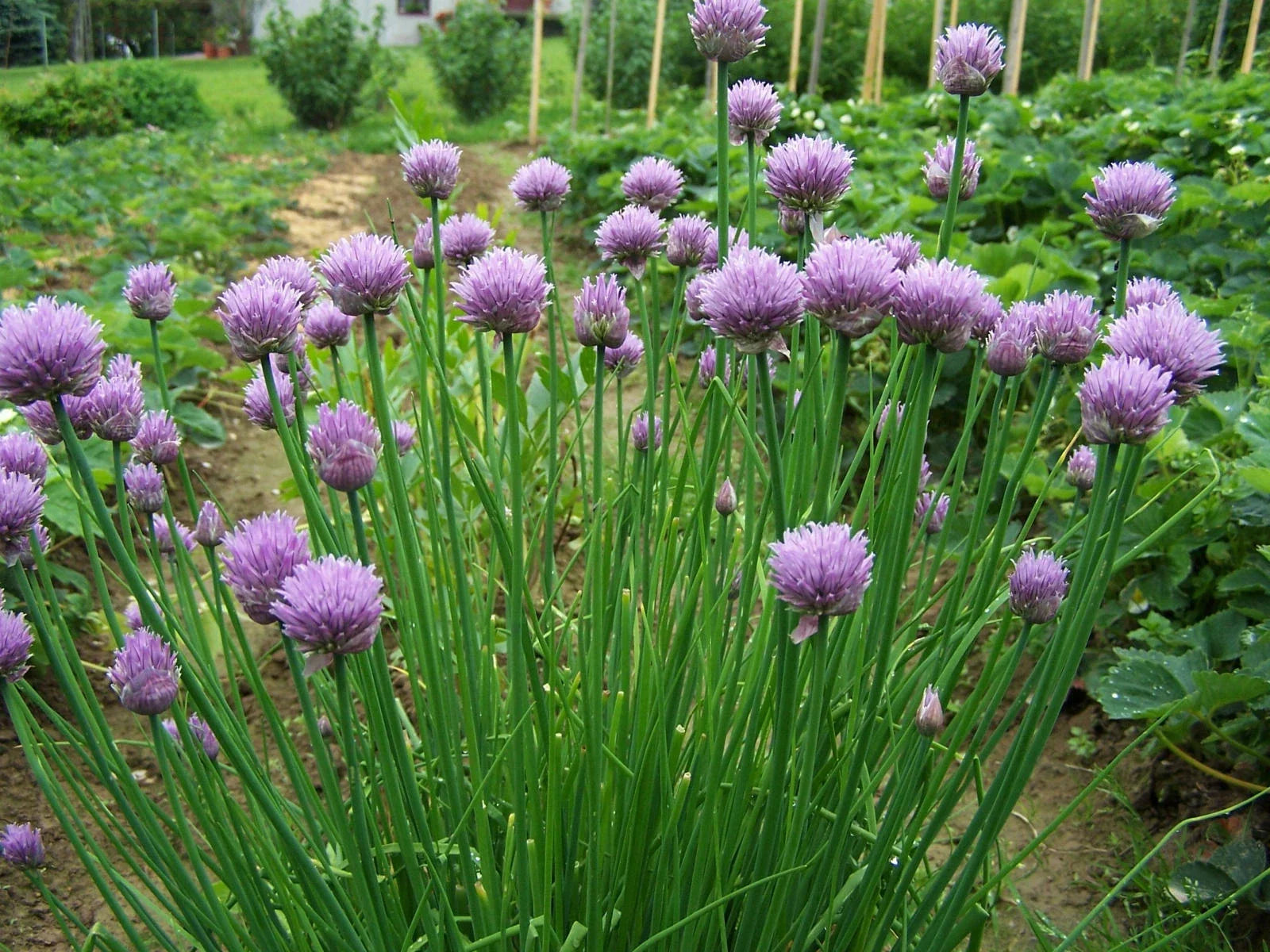 Chives Seeds - 500 Count - Allium schoenoprasum Herb Garden Starter for Culinary & Pollinator Gardens