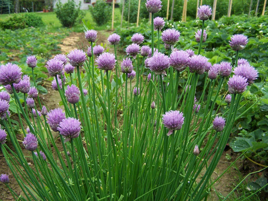 Chives Seeds - 500 Count - Allium schoenoprasum Herb Garden Starter for Culinary & Pollinator Gardens