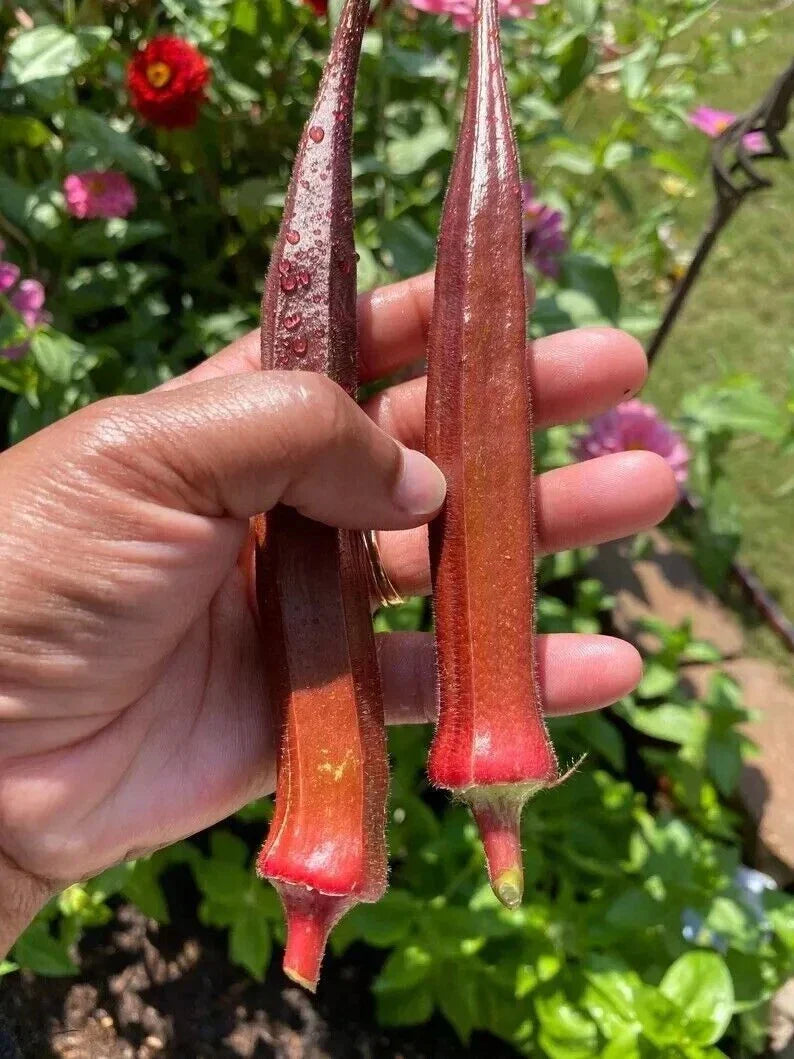 Red Burgundy Okra Seeds - 50+ Non-GMO Heirloom Vegetable Seeds