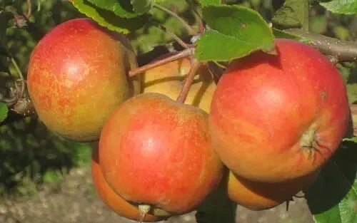 Rubinette Apple Seeds - 25+ for Garden Planting, Malus domestica, Sweet, Aromatic, Non-GMO, Home Orchard, USA