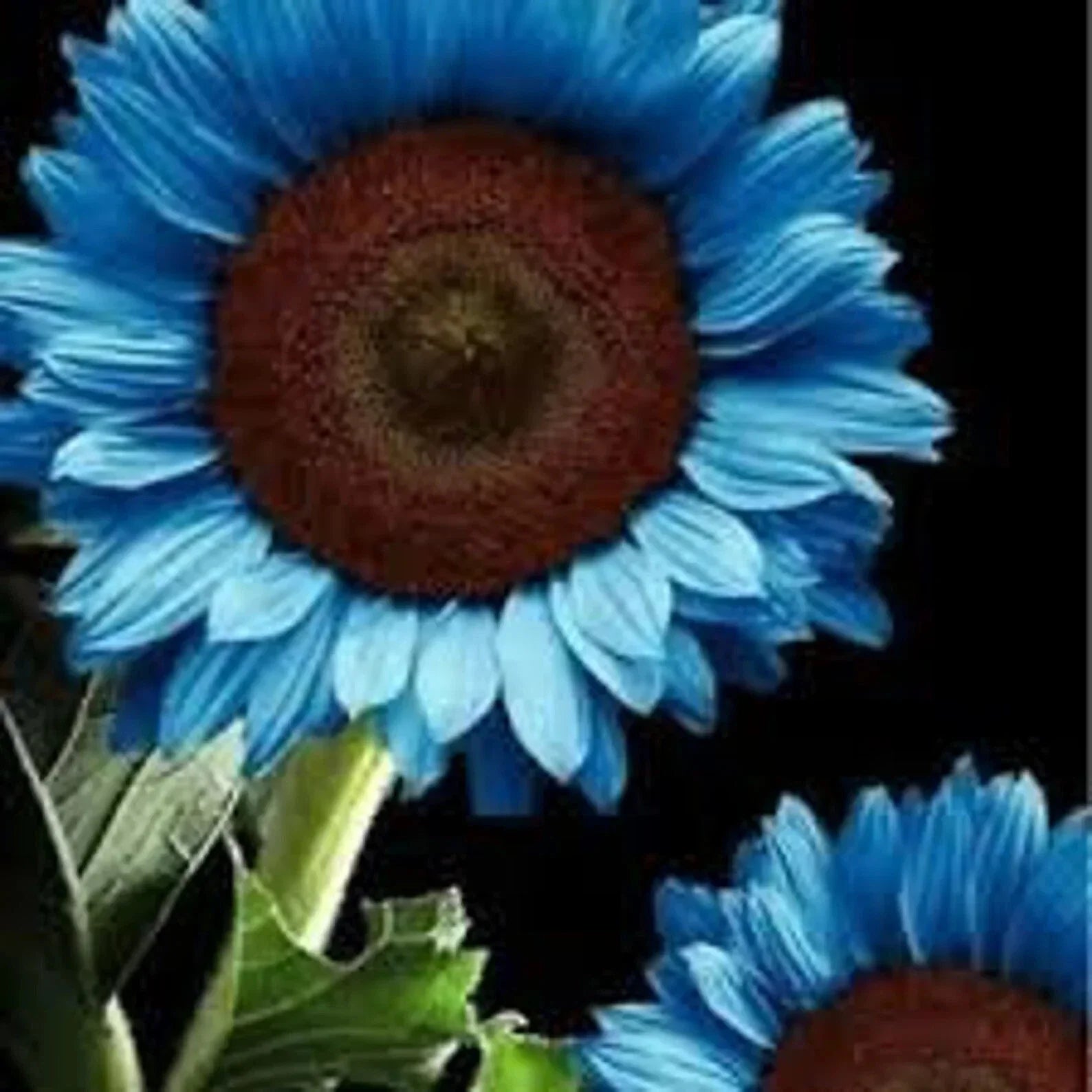 Blue Sunflower Seeds Pack – Helianthus annuus, 50PCs for Garden Planting, Vibrant Blue Petals, Attracts Pollinators