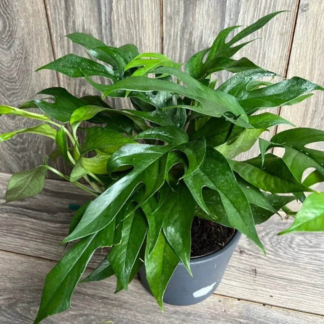 Pothos Baltic Blue Plug - Rare Live Well-Rooted Epipremnum Starter Plant