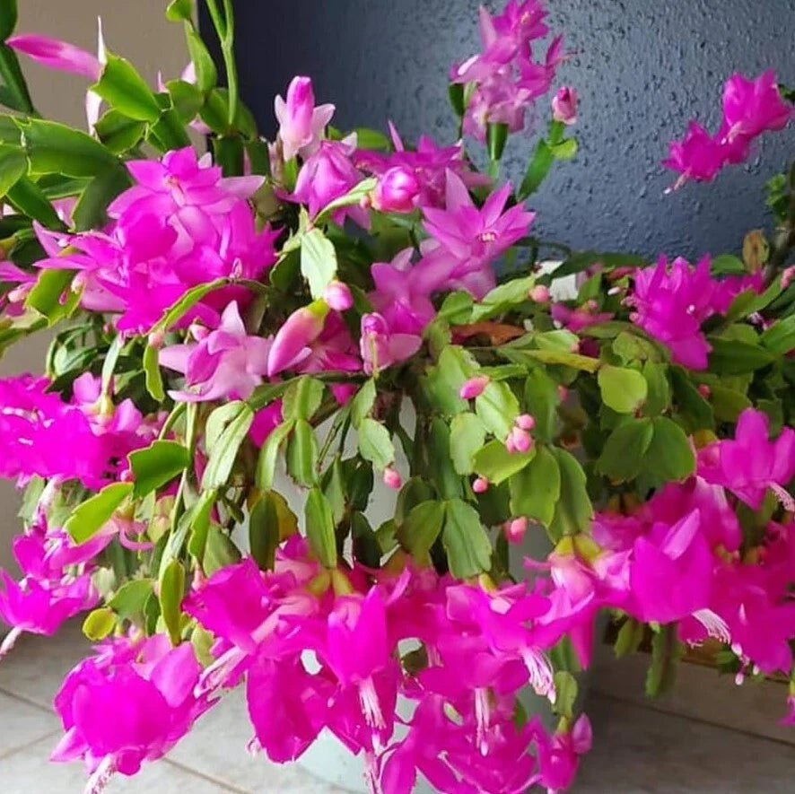 Pink Christmas Cactus Live Plants in 3-Inch Pot, Schlumbergera Holiday Indoor Decor, 5-6 Inches Tall