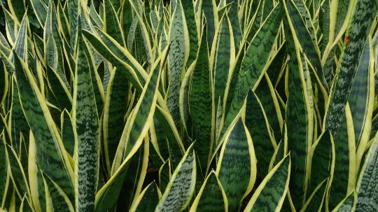 Sansevieria Dracaena Snake Plant - Large Air Purifying Mother-in-Law's Tongue Indoor Plant