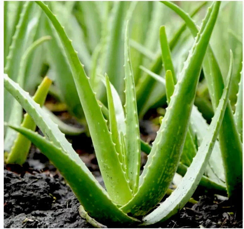 Aloe Vera Plant | Medicinal Air Purifier Succulent | Easy Care Aloe barbadensis miller