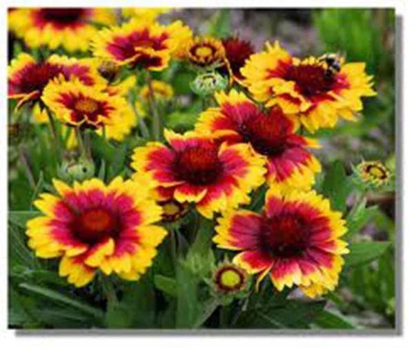 Arizona Sun Blanket Flower Seeds - 100 Count Gaillardia pulchella