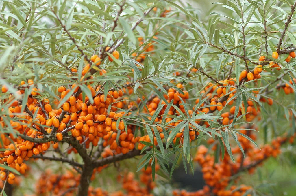 Sea Buckthorn Seeds, Organic Hippophae rhamnoides, 50 Count, Nutrient-Rich Seaberry Plant for Garden & Landscaping