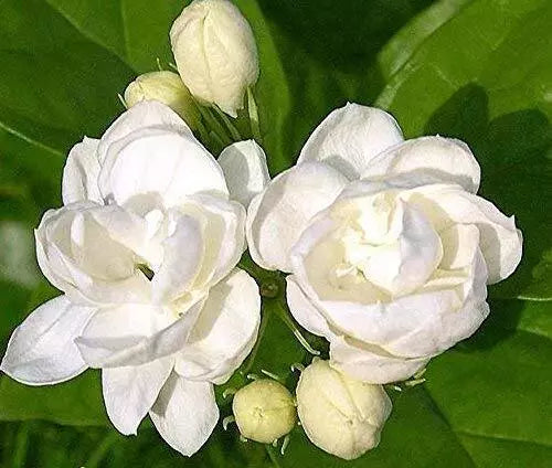 Jasmine Plant Seeds - 25 Pack - Fragrant White Flowers - Indoor Outdoor Herb - Jasminum spp.