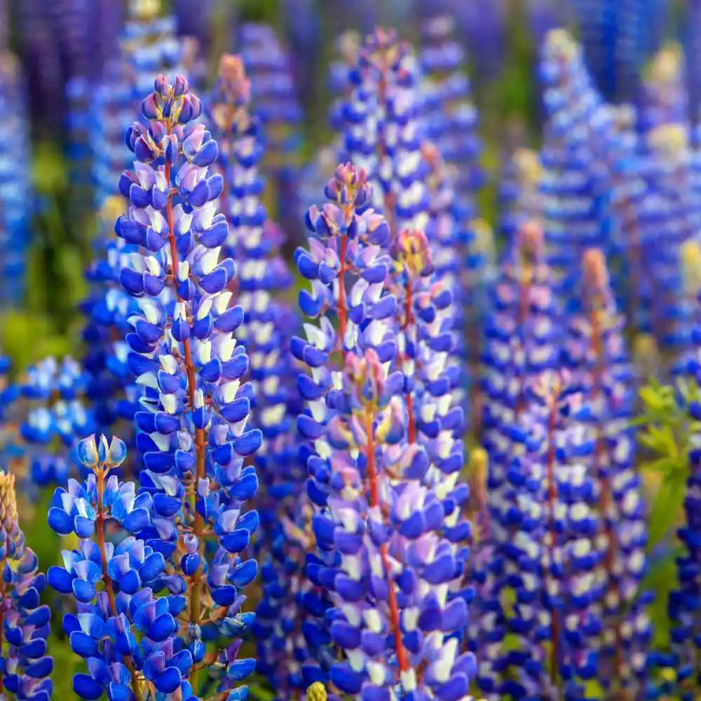 Lupine Seeds - 50 Heirloom Non-GMO Wild Perennial for Pollinators - Lupinus perennis