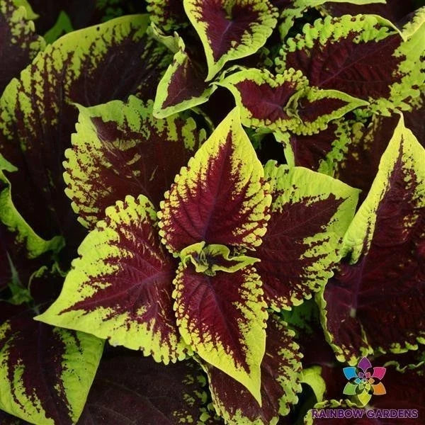 Kong Scarlet Coleus Seeds - 25+ Premium Garden Seeds for Vibrant Red Foliage, Easy to Grow, Solenostemon scutellarioides, Annual Plant