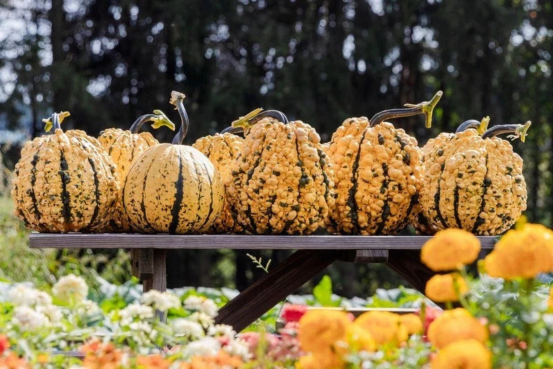 Organic Kettle Corn Pumpkin Seeds - 10 Pack, Non-GMO Cucurbita pepo, Full Sun, Vining, Sprawling, Fall Harvest Planting