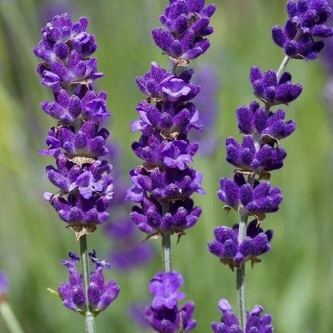 Lavender Vera Seeds 100 Count Non-GMO Perennial True English Fragrant Garden Planting