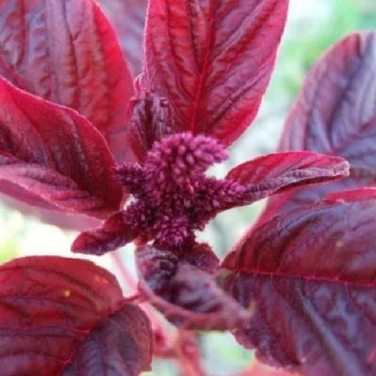 Amaranth Microgreens Seeds - Red Garnet Variety - Non-GMO Edible Seeds - Amaranthus cruentus