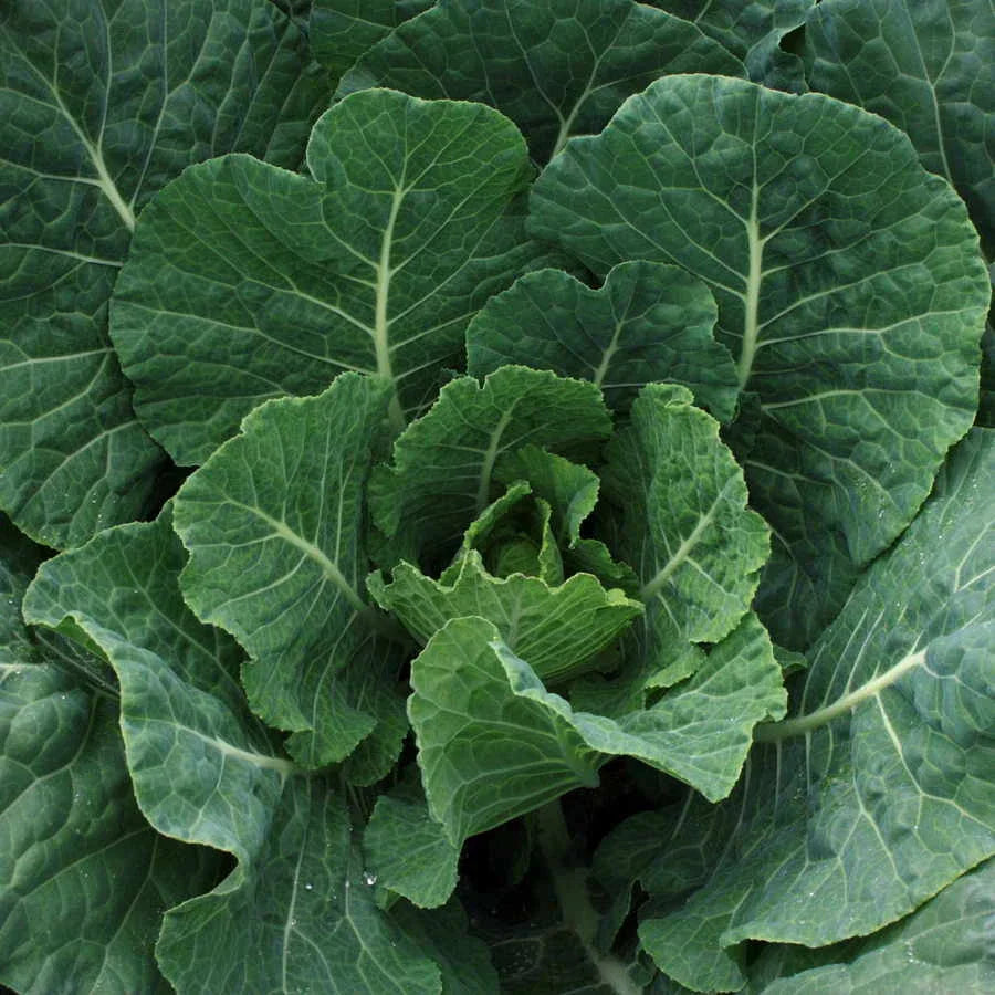 Champion Collard Seeds 300+ Non-GMO Greens Microgreen Brassica oleracea