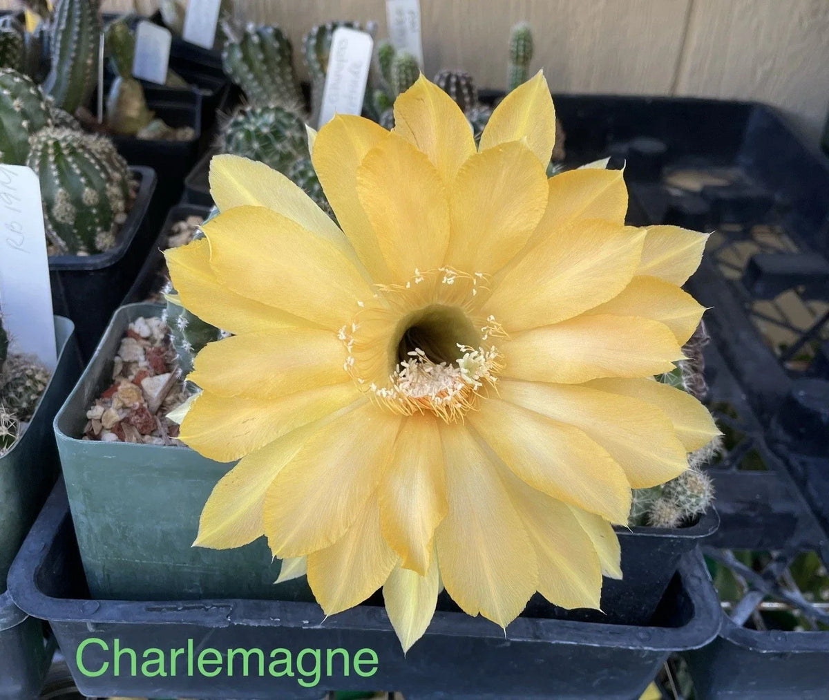 Echinopsis Schick Hybrids Cactus Plant - Rooted Charlemagne Succulent for Indoor & Outdoor Gardening