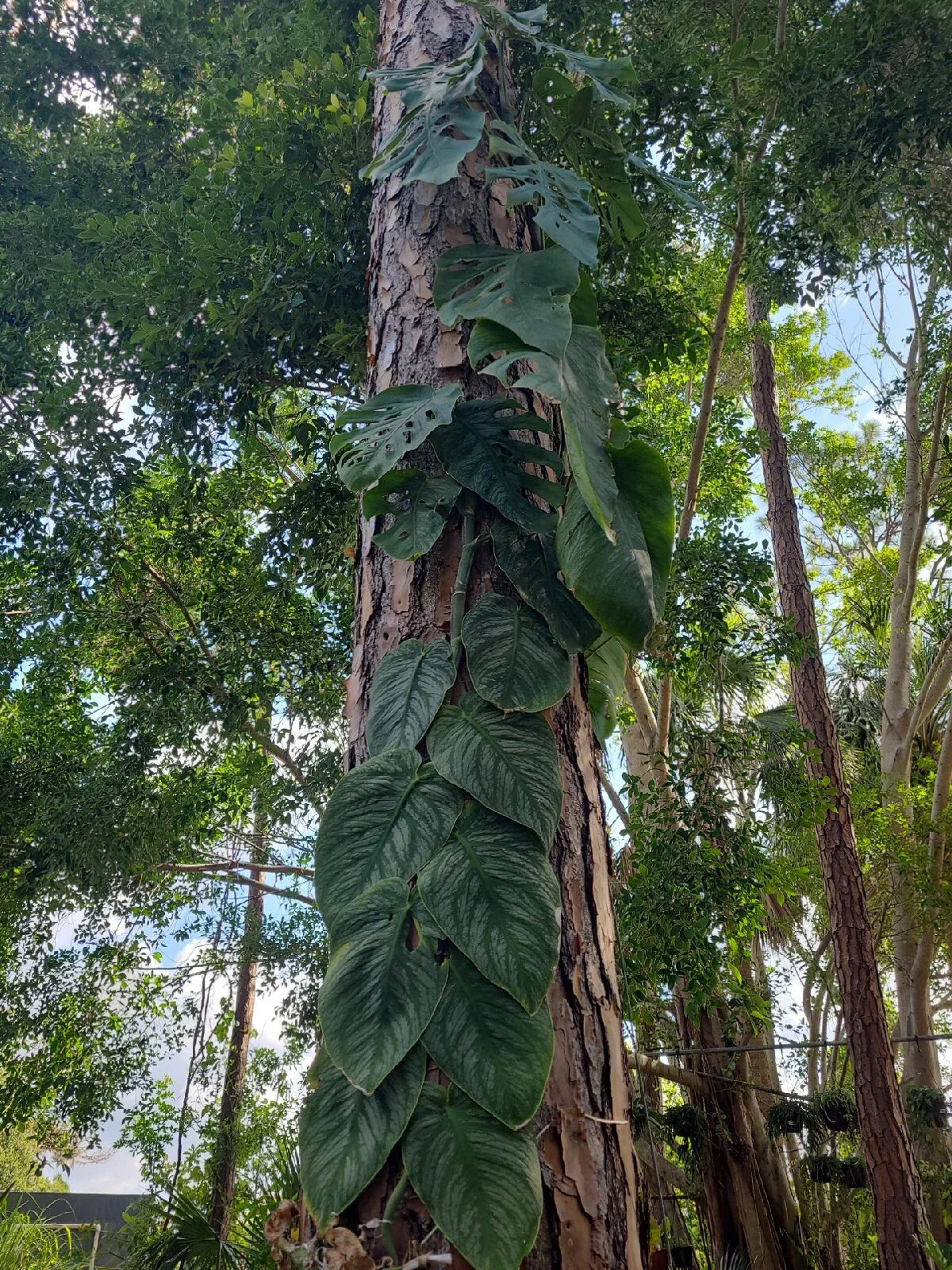 Monstera Dubia Unrooted 1 Node Cutting - Indoor Tropical Houseplant - US Seller
