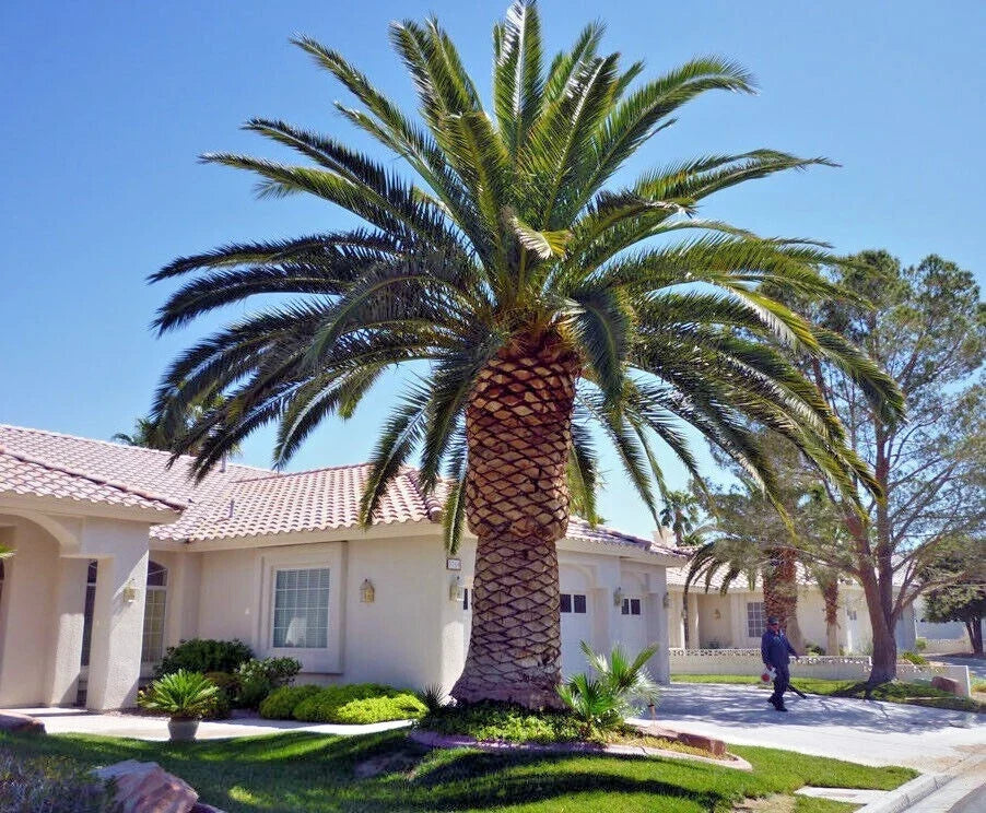 Canary Island Date Palm Seeds - 10 Pack, Hardy Phoenix Canariensis Fruit Plant for Garden or Landscape