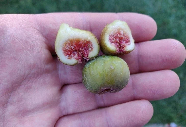 Dwarf Fig Plant Little Ruby™ - Live Rooted Starter, Self-Pollinating, Potted Ficus carica, Red Fruit, Zones 7-11