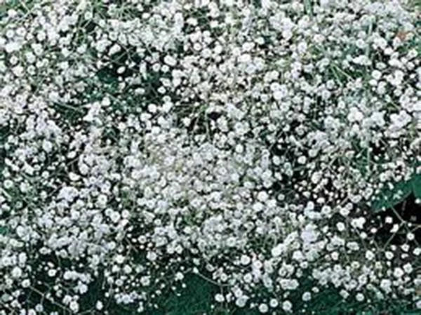 Baby's Breath Seeds – 100+ Gypsophila elegans White Blooms for Cutting & Dried Arrangements
