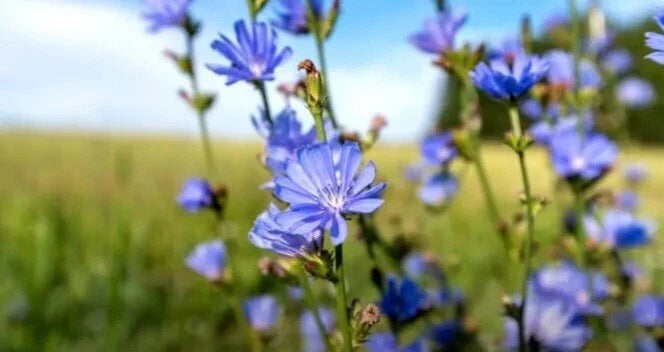 Chicory Seeds - Italian Dandelion, NON-GMO, Deer Plot, Coffee Weed, Cichorium intybus, Herbaceous Perennial, Full Sun