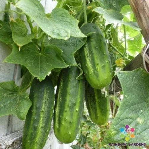 H-19 Little Leaf Cucumber Seeds – Organic Vegetable Seeds – Compact Cucumis sativus for Home Gardens & Containers – 25+ Pack